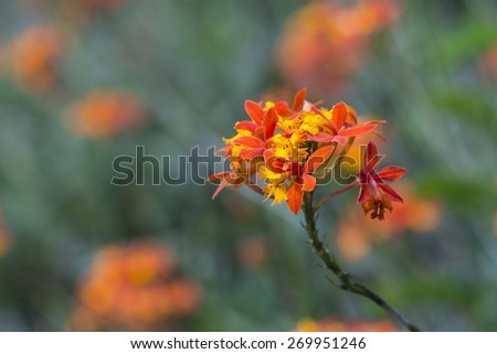Orange Red Crucifix Orchid Flowers with Blur Natural Green and Orange Background