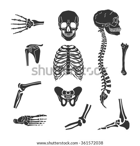 Human Joints Vector Set Orthopedic Spine Stock Vector 361572038 ...