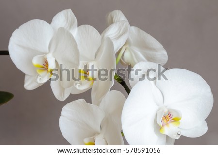 Delicate orchid flowers and the large neutral background Phalaenopsis orchid.