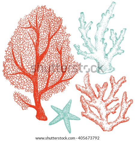 Graphic set of marine life, coral, starfish, dudling handmade drawing, isolated vector object