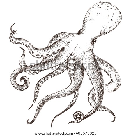 Graphic Design Octopus Sea Inhabitants Dudling Stock Vector 405673825 ...