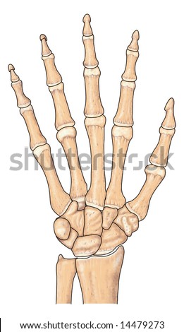 Human Hand Bones Labeled Stock Illustration 15311329 - Shutterstock