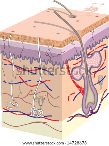 Cross Section Human Skin Without Labels Stock Illustration 14728678