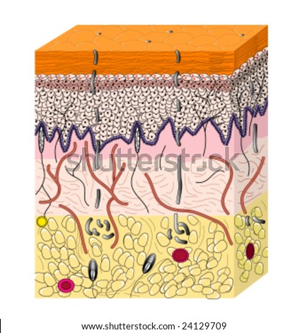 cross section human skin royalty free vector image skin cross section stock images royalty free images vectors cross section human skin royalty free vector image skin cross section stock images royalty free images vectors