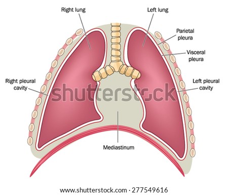 Human Diaphragm Stock Photos, Images, & Pictures | Shutterstock