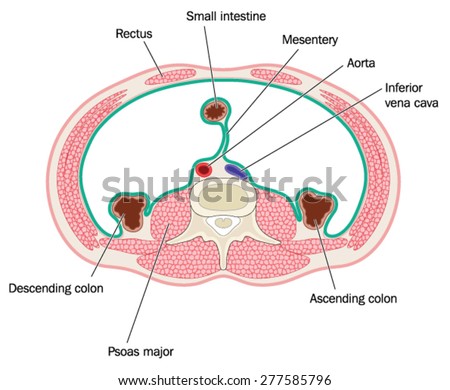 stock vector cross section through peritoneal cavity showing muscles of the abdomen and position of bowel aorta 277585796