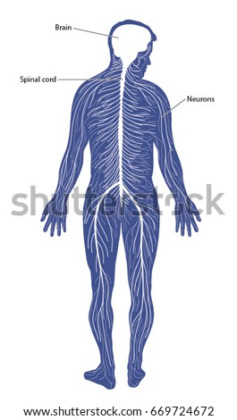 Peripheral Nerves Stock Images, Royalty-Free Images & Vectors