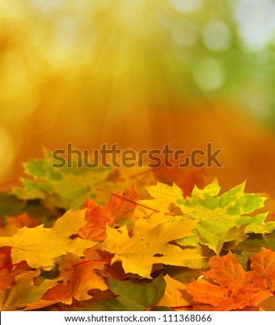 autumn background