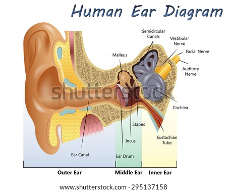 Human Ear Diagram Stok Vektör (Telifsiz) 295137158 - Shutterstock