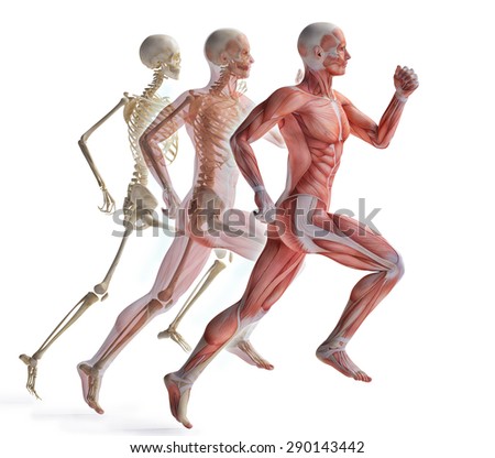 Muscle Anatomy Stock Images, Royalty-Free Images & Vectors | Shutterstock