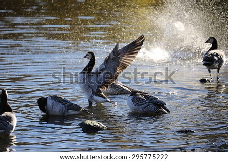 canada goose stockholm canada goose stockholm