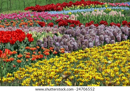 Multicolored Flower Bed Keukenhof Netherlands Stock Photo 25083931 ...