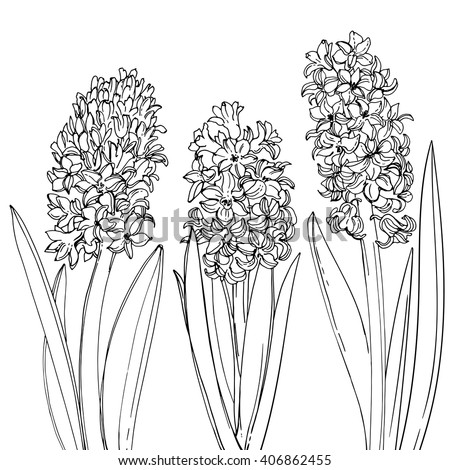 Download Hyacinths Flowers Line Drawn On White Stock Vector 406862455 - Shutterstock