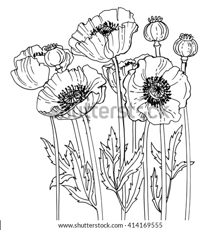 Poppies Line Drawn On White Background Stock Vector 414169555 ...