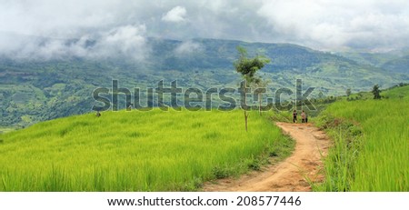 Dien Bien Phu, Dien Bien, Vietnam August 1, 2014: Hmong upland rice fields on the outskirts of the city of Dien Bien Phu, Dien Bien