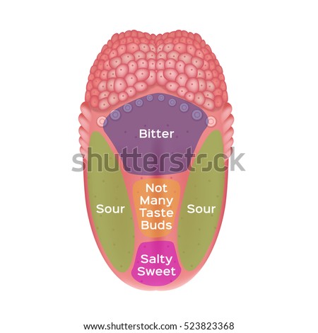 Taste Map Tongue Four Areas Bitter Stock Vector 523823368 - Shutterstock