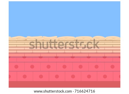 skin cells stock images royalty free images vectors skin cells stock images royalty free images vectors skin cells stock images royalty free images vectors skin cells stock images royalty free images vectors
