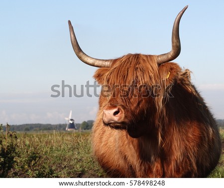Highland bull  or Kyloe, close-up of the head