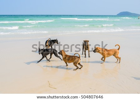 dogs are attacking each other on the beach. Phu Quoc Ridgeback, a breed of dog from Phu Quoc Island in Vietnam's southern Kien Giang Province