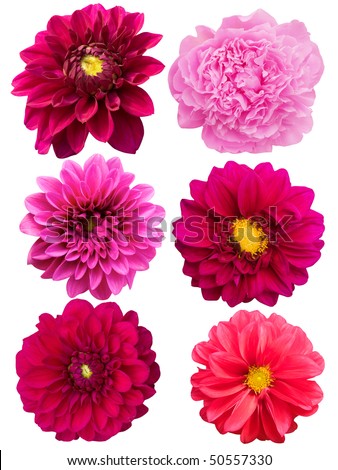 Flowers Peonies Dahlia Stock Photo 43503958 - Shutterstock