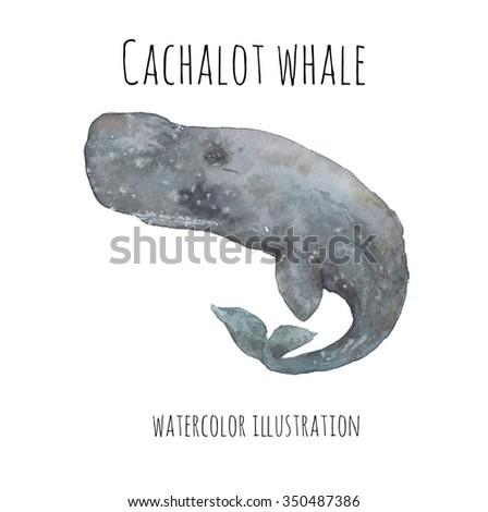 Agree, the Sperm whale illustrations Sperm whale illustrations