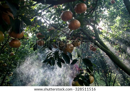 Lai Vung tangerine or Citrus reticulata blanco, Dong Thap province, Vietnam. Lai Vung is famous for growing tangerine or citrus and it is well known for tourist before Tet Holiday
