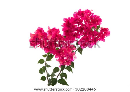 Bougainvillea Stock Photos, Royalty-Free Images & Vectors - Shutterstock