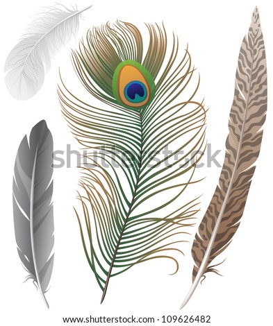 Peacock Feather Vector Stock Photos, Images, & Pictures | Shutterstock