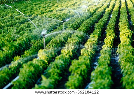Irrigation system in function watering agricultural plants