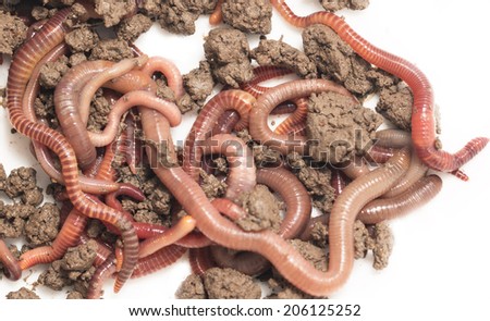 Worms Of the Earth