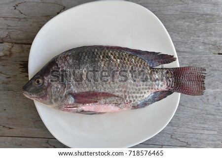 One Nile Tilapia Fish On White Ground One Nile Tilapia Fish On White Ground