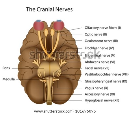 12 Cranial Nerves Stock Vector (Royalty Free) 101696095 - Shutterstock