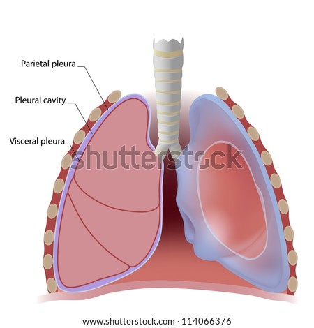 Thoracic cavity Stock Photos, Images, & Pictures | Shutterstock