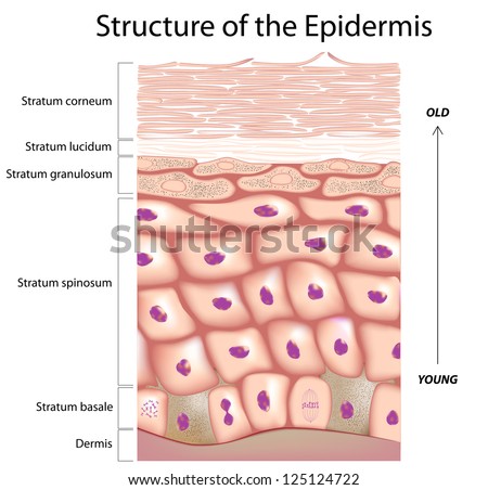 Dermis Stock Photos, Images, & Pictures | Shutterstock