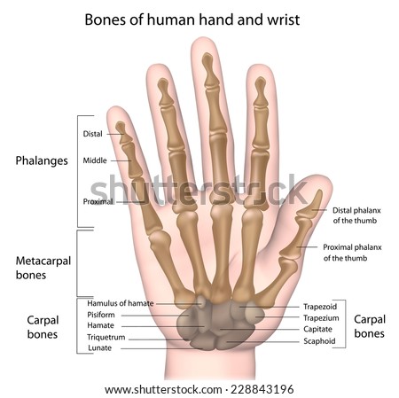 stock-photo-bones-of-the-hand-labeled-22