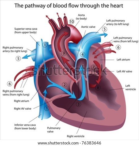 CONGESTIVE HEART FAILURE – HEALYOURSELF