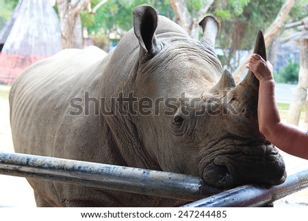 Human Hand Holds Rhino Horn Stock Photo (Edit Now) 247244485 - Shutterstock