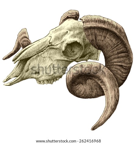 Illustration Goat Skull Hand Drawn Stock Vector 262416968 - Shutterstock