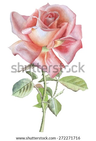Rose Stem Stock Photos, Royalty-Free Images & Vectors - Shutterstock