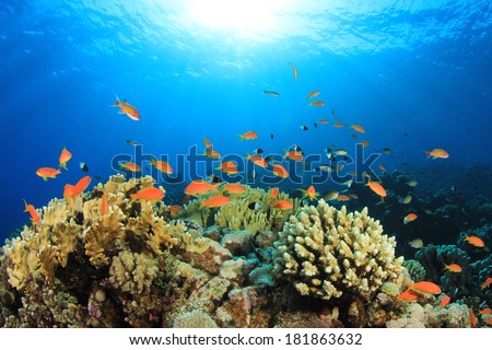 Beautiful Coral Reef Stock Photo 36071353 - Shutterstock