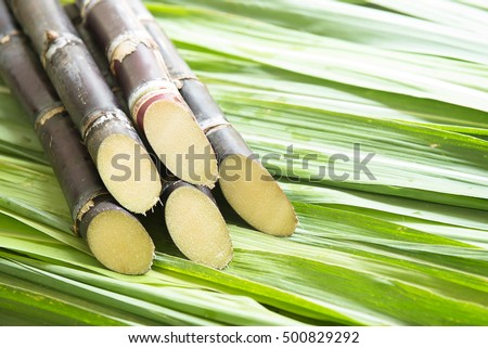 Close up Sugarcane.