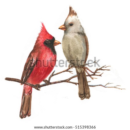 Male And Female Cardinals Stock Photos, Royalty-Free Images & Vectors ...