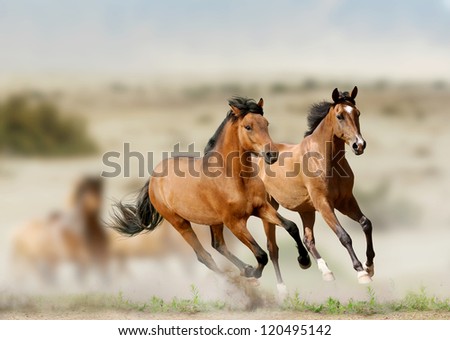 Horses Running Stock Photos, Images, & Pictures | Shutterstock