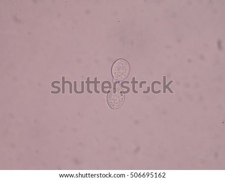 Epithelial Stock Photos, Royalty-Free Images & Vectors - Shutterstock