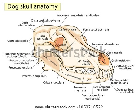 Skull Dog Structure Bones Head Anatomical stockvektor 1059710522