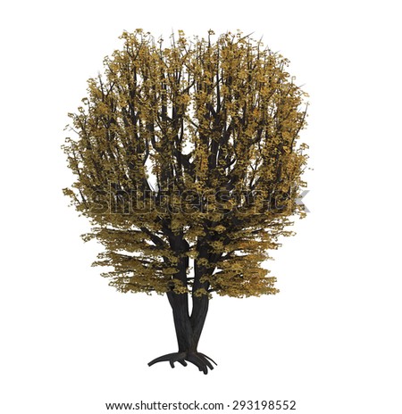 Beautiful Tree On White Backgroundisolated Vector Stock Vector