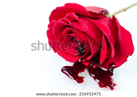 Bloody Red Rose On Black Background Stock Photo 256932475 - Shutterstock