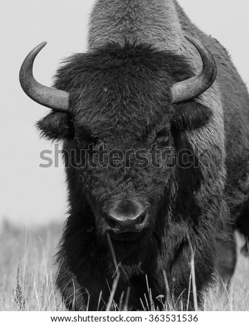 Bison Stock Photos, Royalty-Free Images & Vectors - Shutterstock