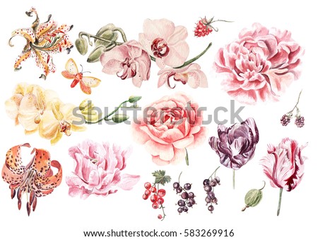 Watercolor set with orchid flowers, lily, peony, rose, tulip, berries, currants and raspberries. Illustration.