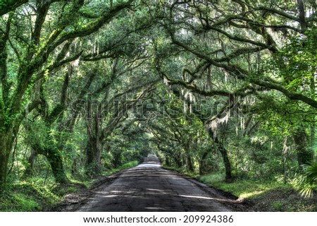 Spanish moss Stock Photos, Images, & Pictures | Shutterstock